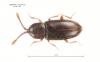 Atomaria sp.